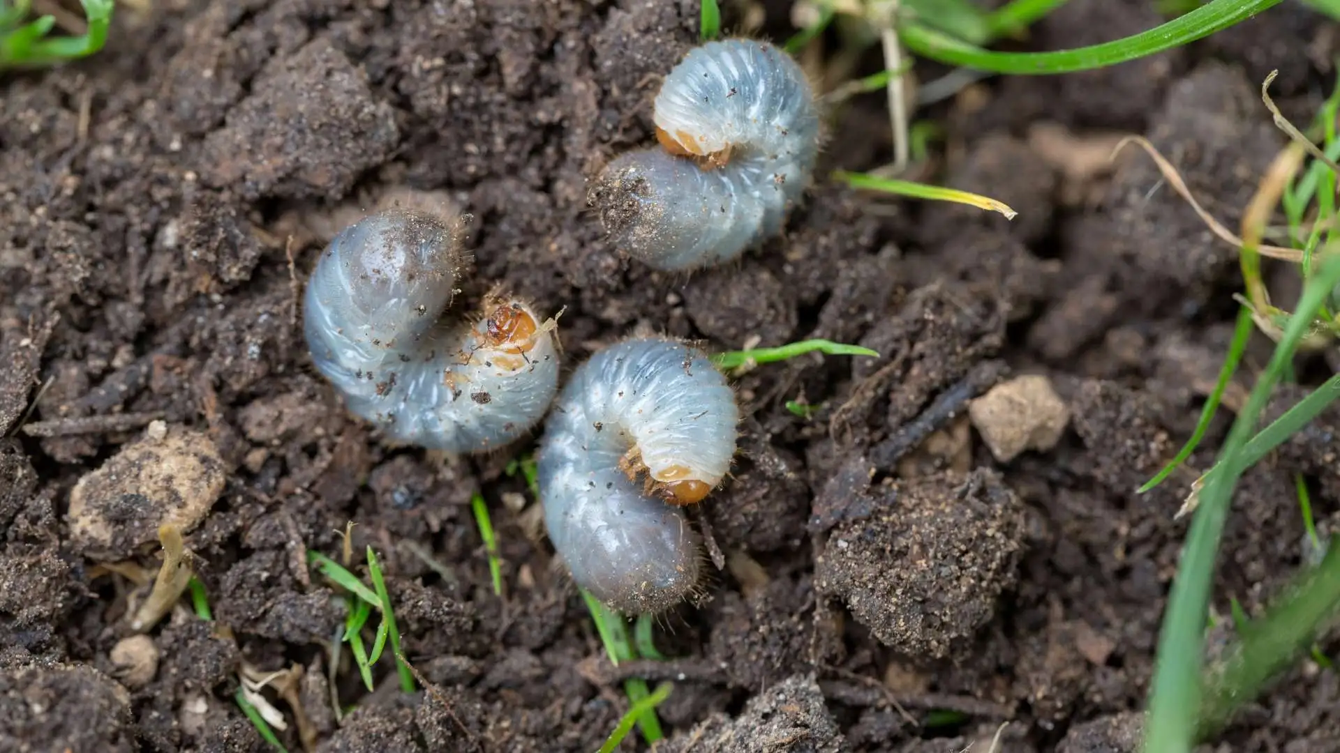 Grubs found in soil in Bee Cave, TX.