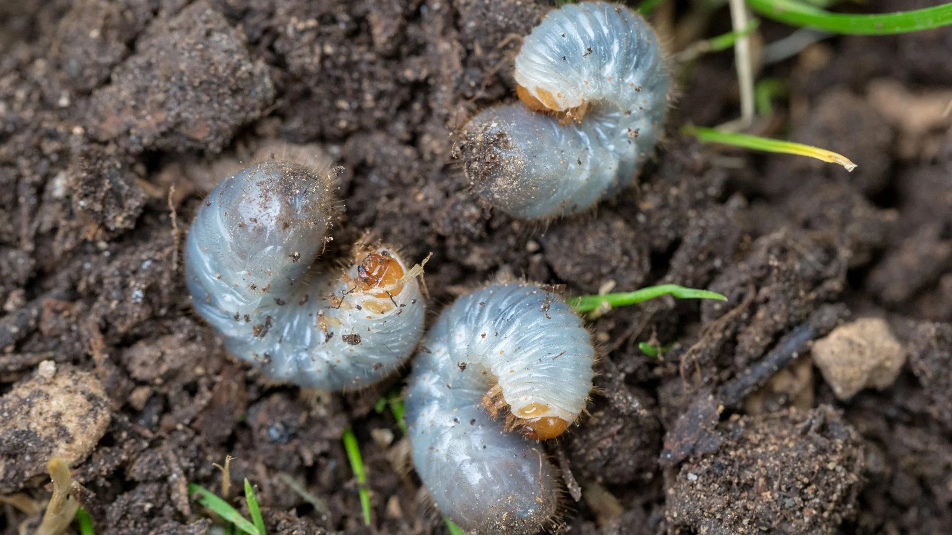 Grubs vs Chinch Bugs - How to Tell Which Lawn Insect Has Infested Your Turf