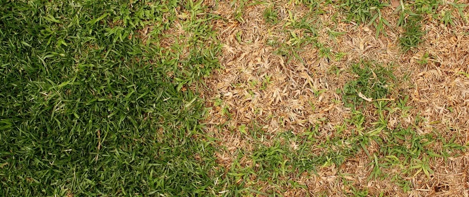 Unhealthy lawn growth with disease in Belterra, TX.