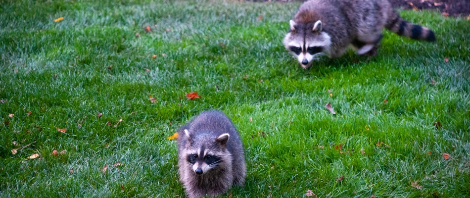 Raccoons in a lawn for grub infestation feeding in Manchaca, TX.
