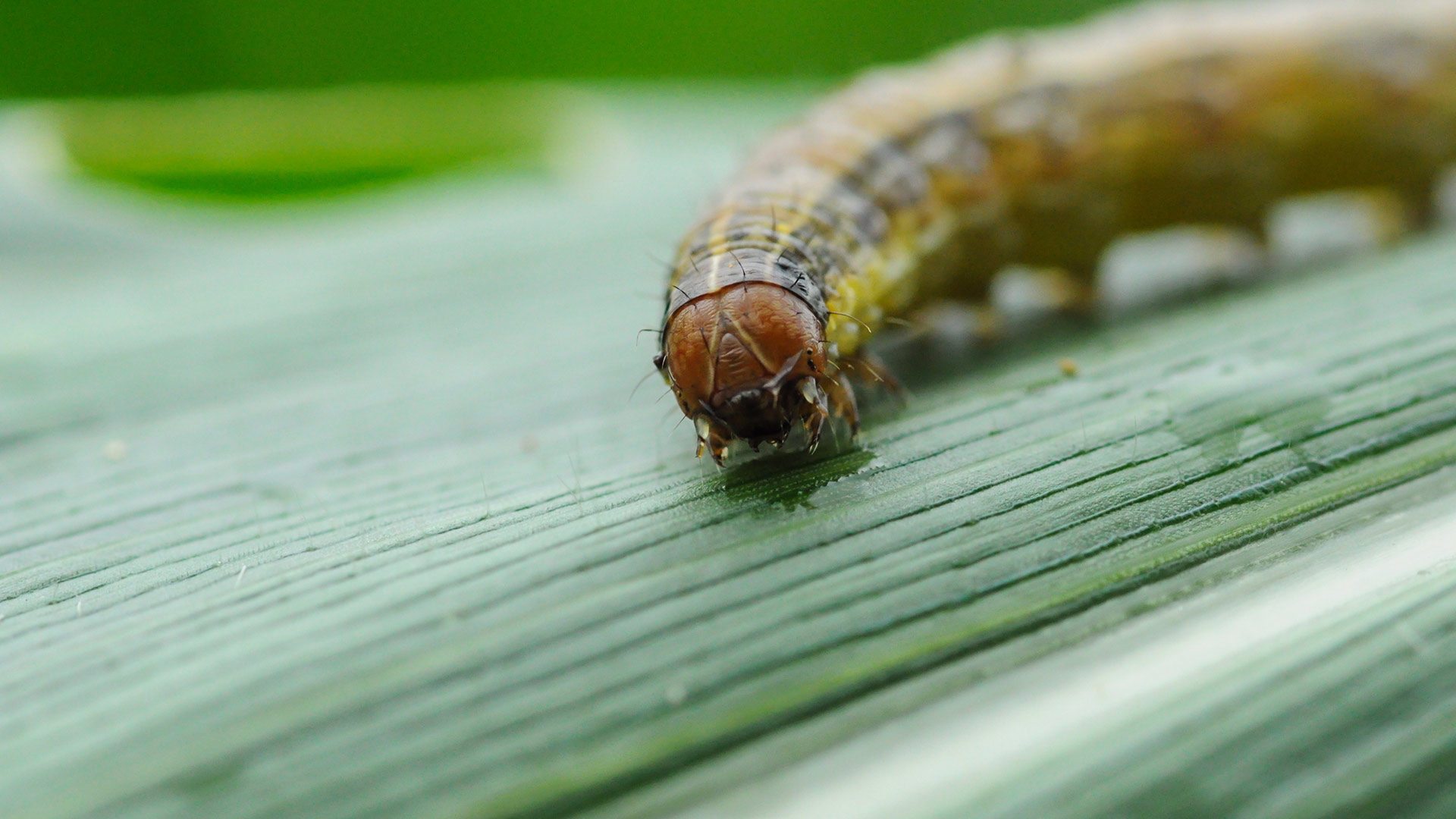 Is Your Lawn Infested With Armyworms? Here’s What to Do!