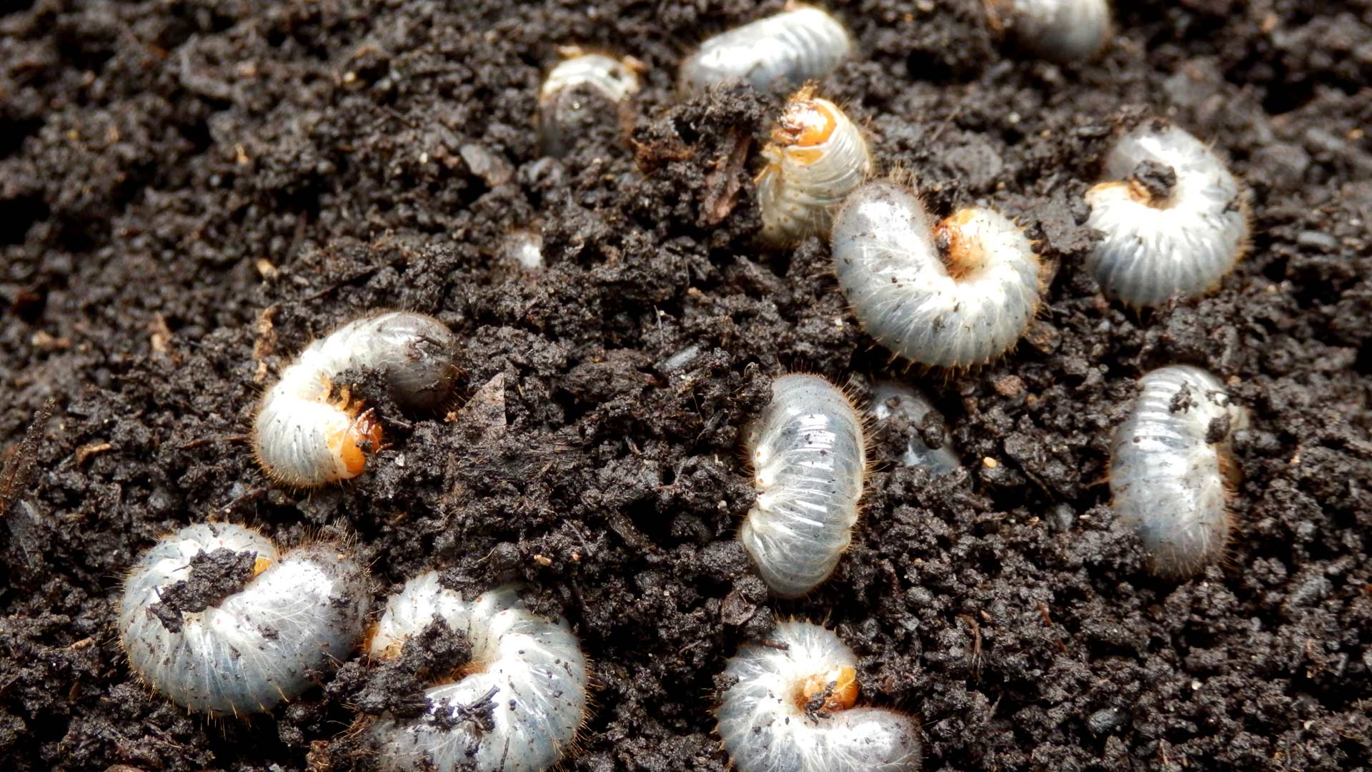 4 Signs That Could Indicate Grubs Have Infested Your Lawn
