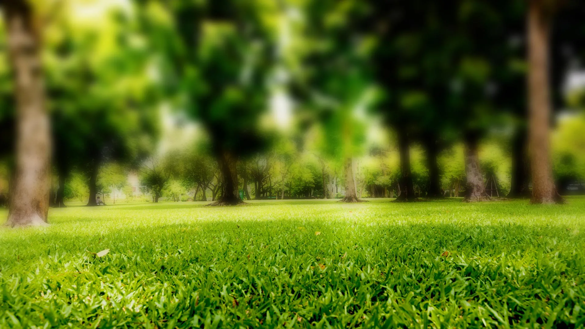 Blurred view of a greenery landscape in a neighborhood in Manchaca, TX.