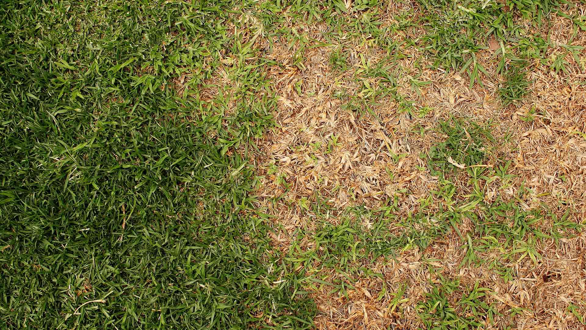 Suspect Your Lawn Has Fallen Victim to Brown Patch? Here’s What to Do