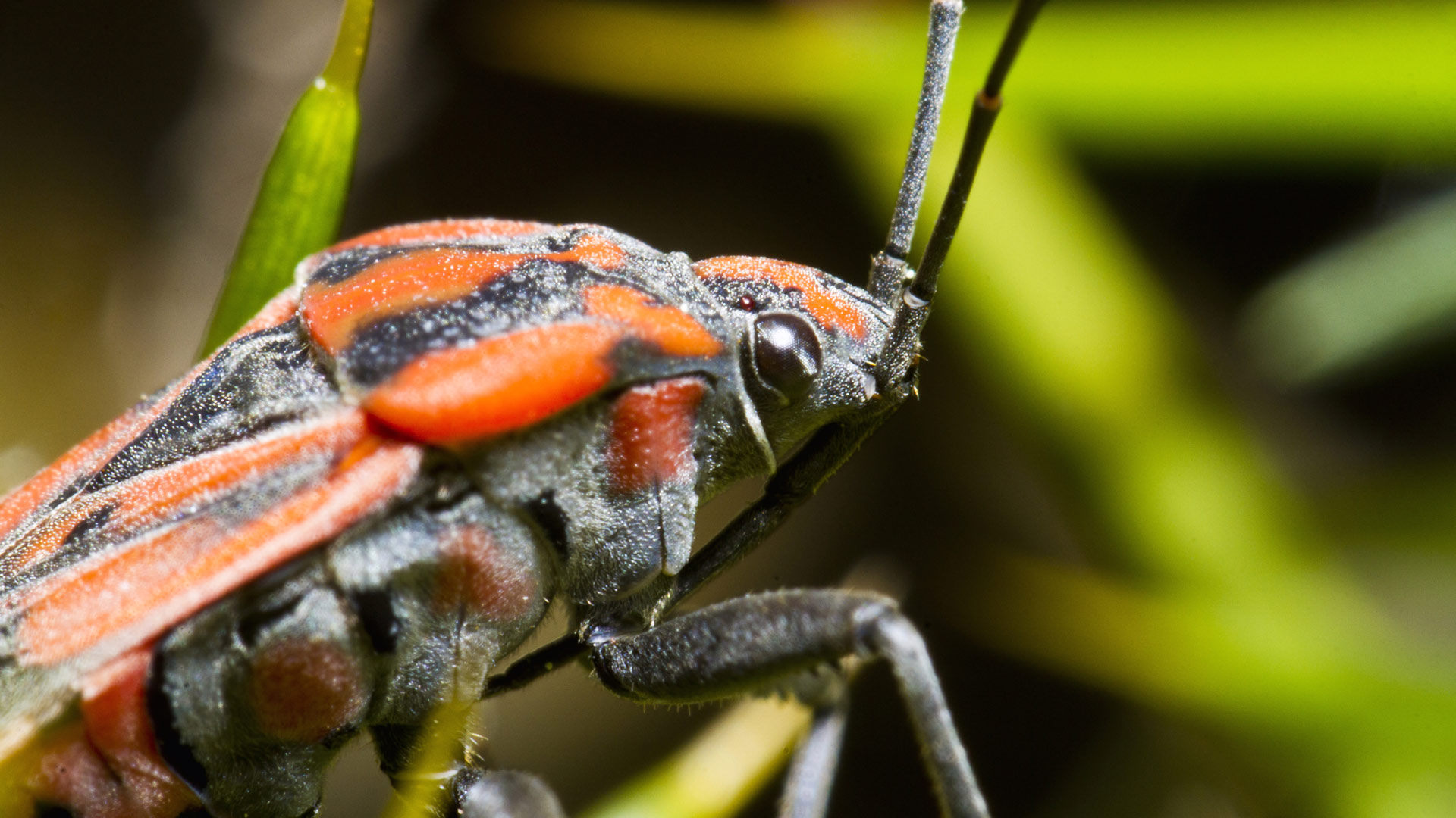 Have Chinch Bugs Invaded Your Turf? Don’t Panic, Here’s What to Do