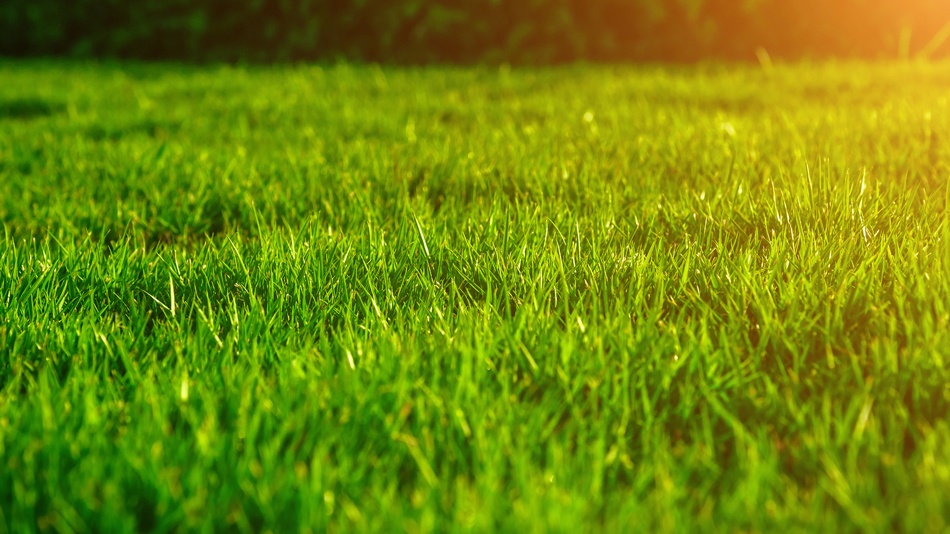 Top Dressing Is the Secret to a Strong, Nutrient-Rich Lawn