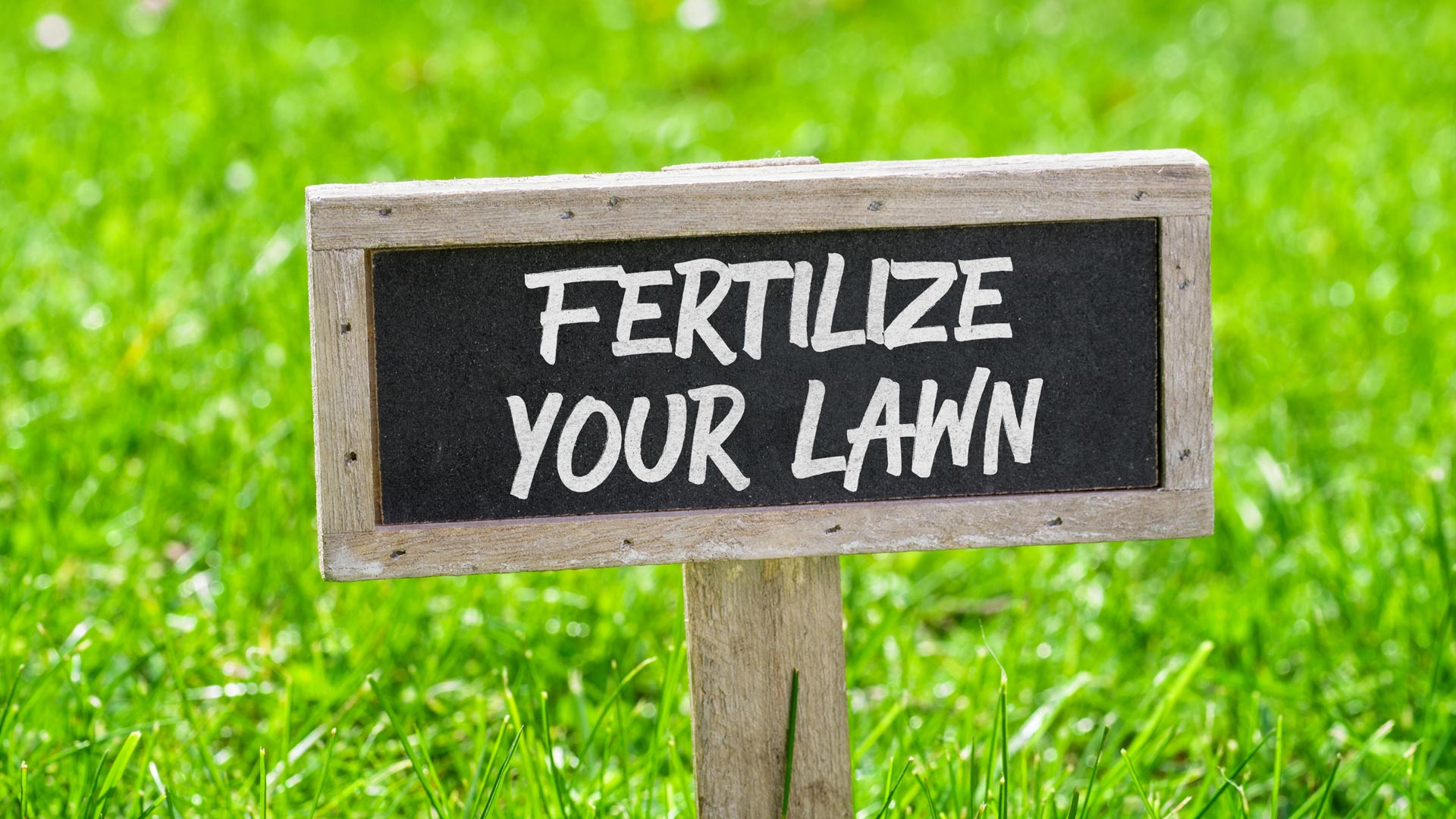 Your Guide To Spring Lawn Fertilization