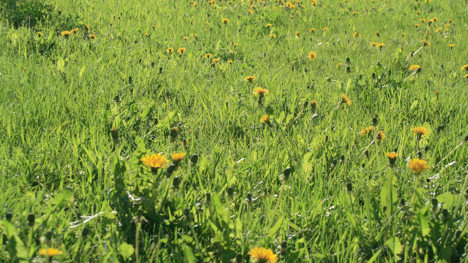 Should You Use Both Pre- & Post-Emergent Weed Control Treatments in Texas?