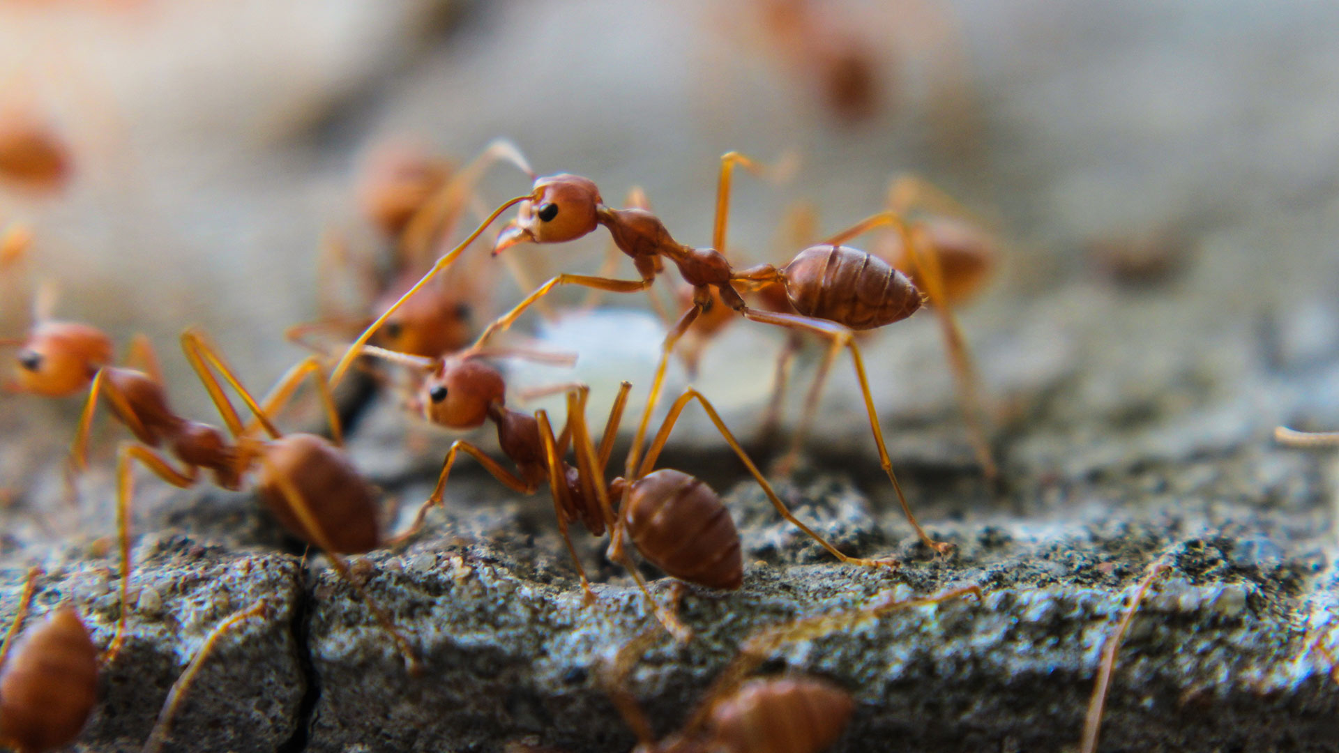 Are Fire Ants on Your Property? Here’s 3 Things You Should Do