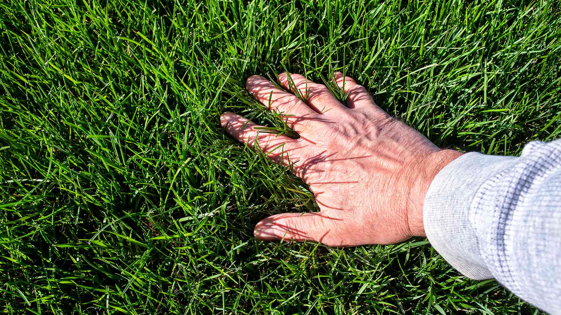 3 Reasons to Fertilize Your Lawn at the End of Summer in Texas