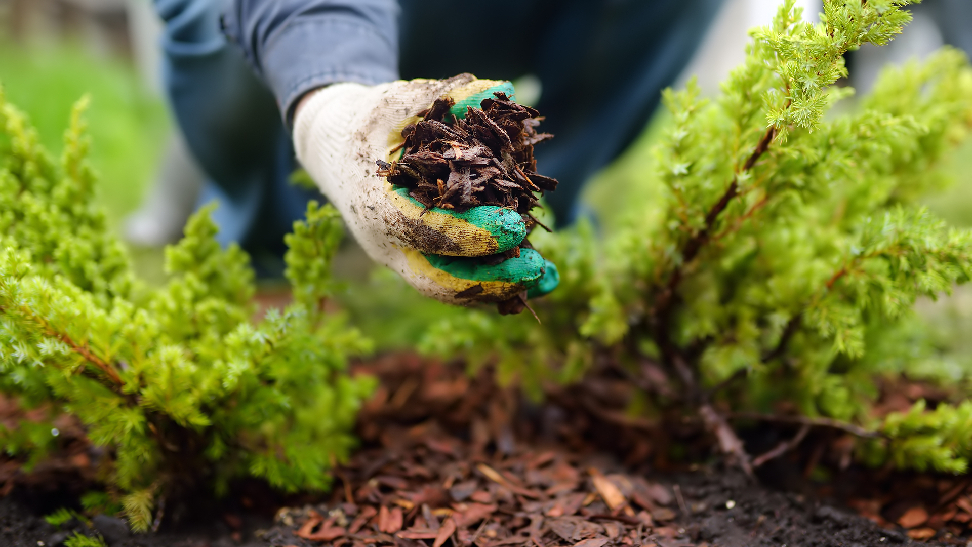 How Often Should You Replenish the Mulch in Your Landscape Beds?