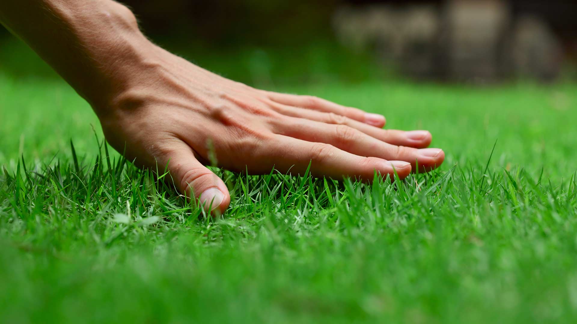 Hand of a lawn expert touching deep green grass near West Lake Hills, TX.