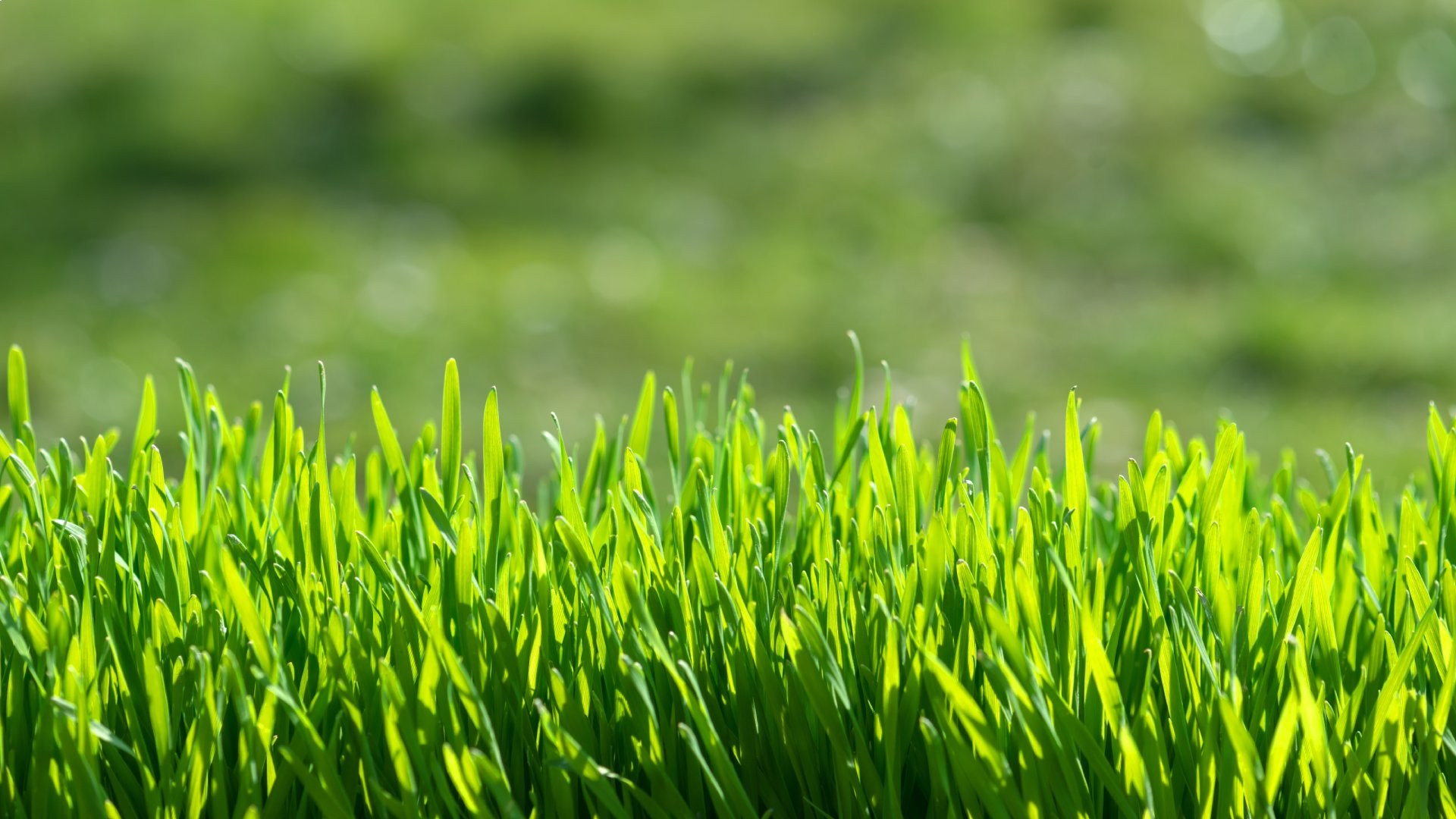The Perfect Fertilization Schedule for Lawns in Austin, Texas