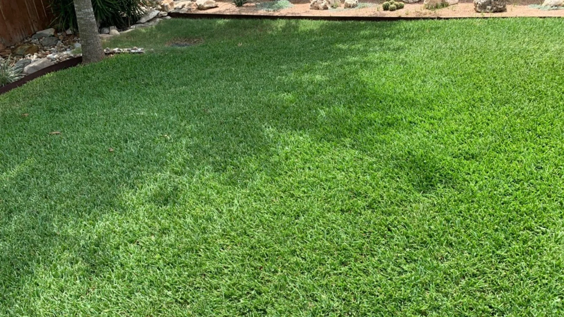 A Breakdown of All the Lawn Care Your Grass Needs in the Spring