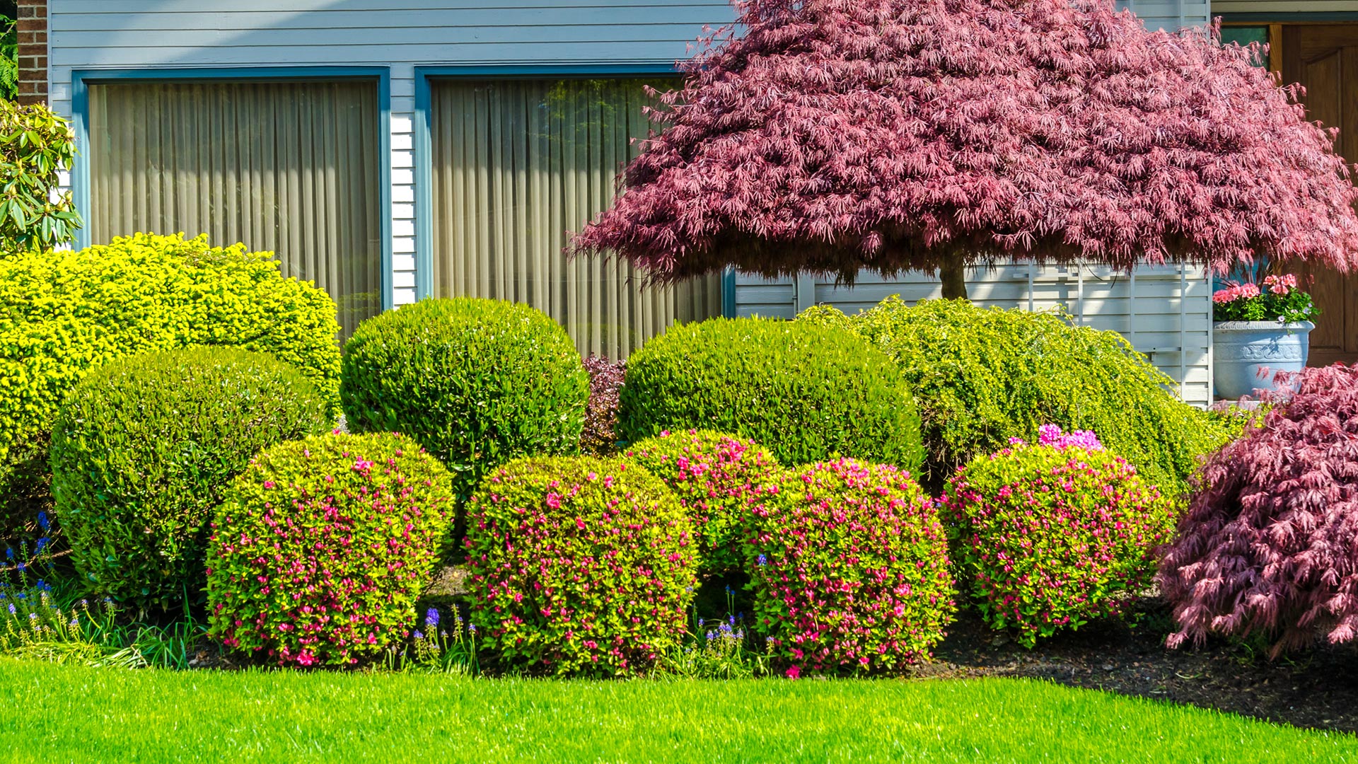 3 Ways to Keep Your Shrubs Healthy & Looking Their Best This Summer