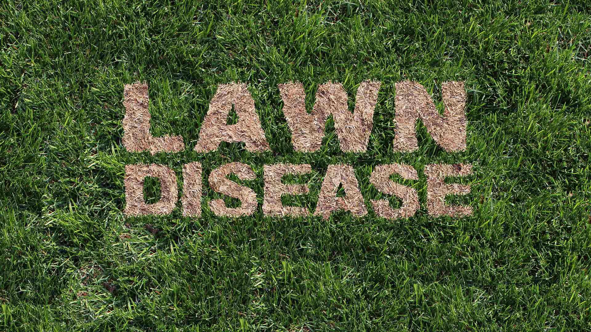 3 Lawn Diseases to Be on the Lookout for in Austin, TX