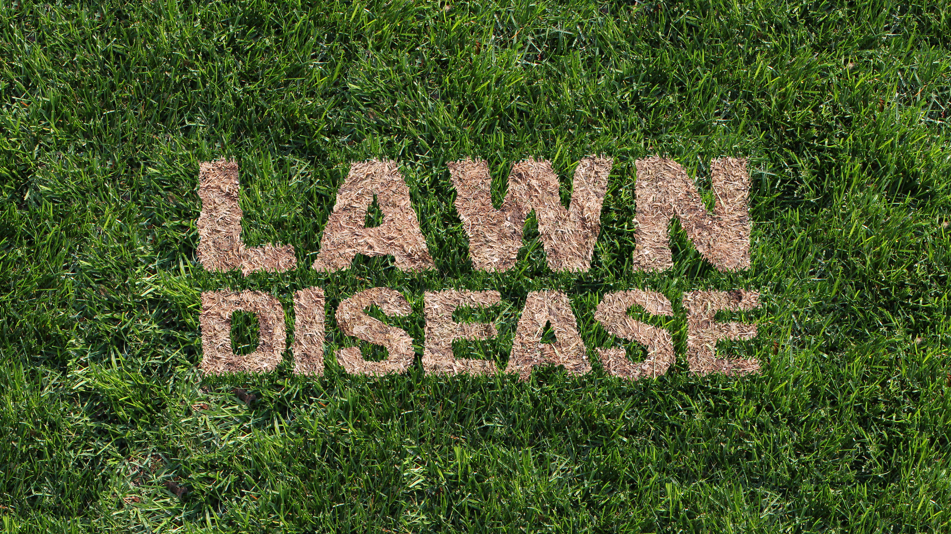 What Is Take-All Patch & What Should You Do if It Infects Your Lawn?