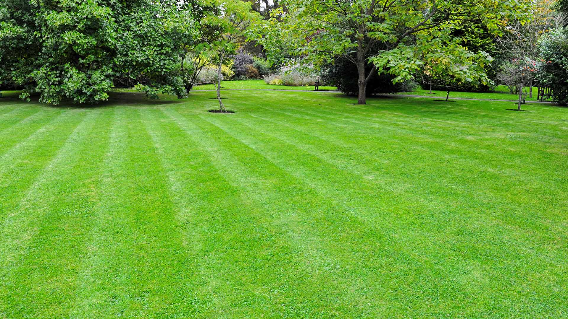 Want a Beautiful & Healthy Lawn? Schedule These 4 Lawn Care Services