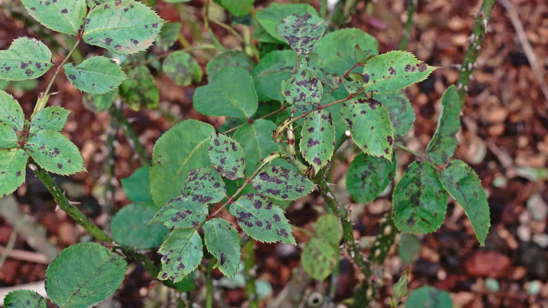 3 Shrub Diseases to Be on the Lookout for in Texas