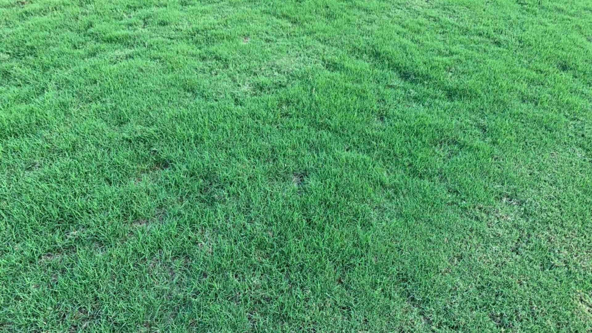 Lush, green lawn with liquid aeration treatment in Austin, TX.