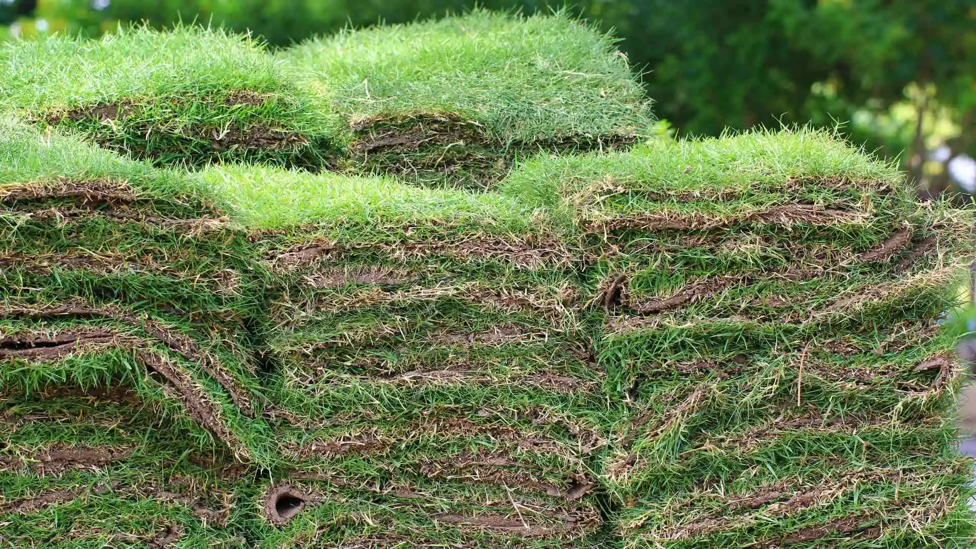 3 Frequently Asked Questions About Caring for Newly Installed Sod