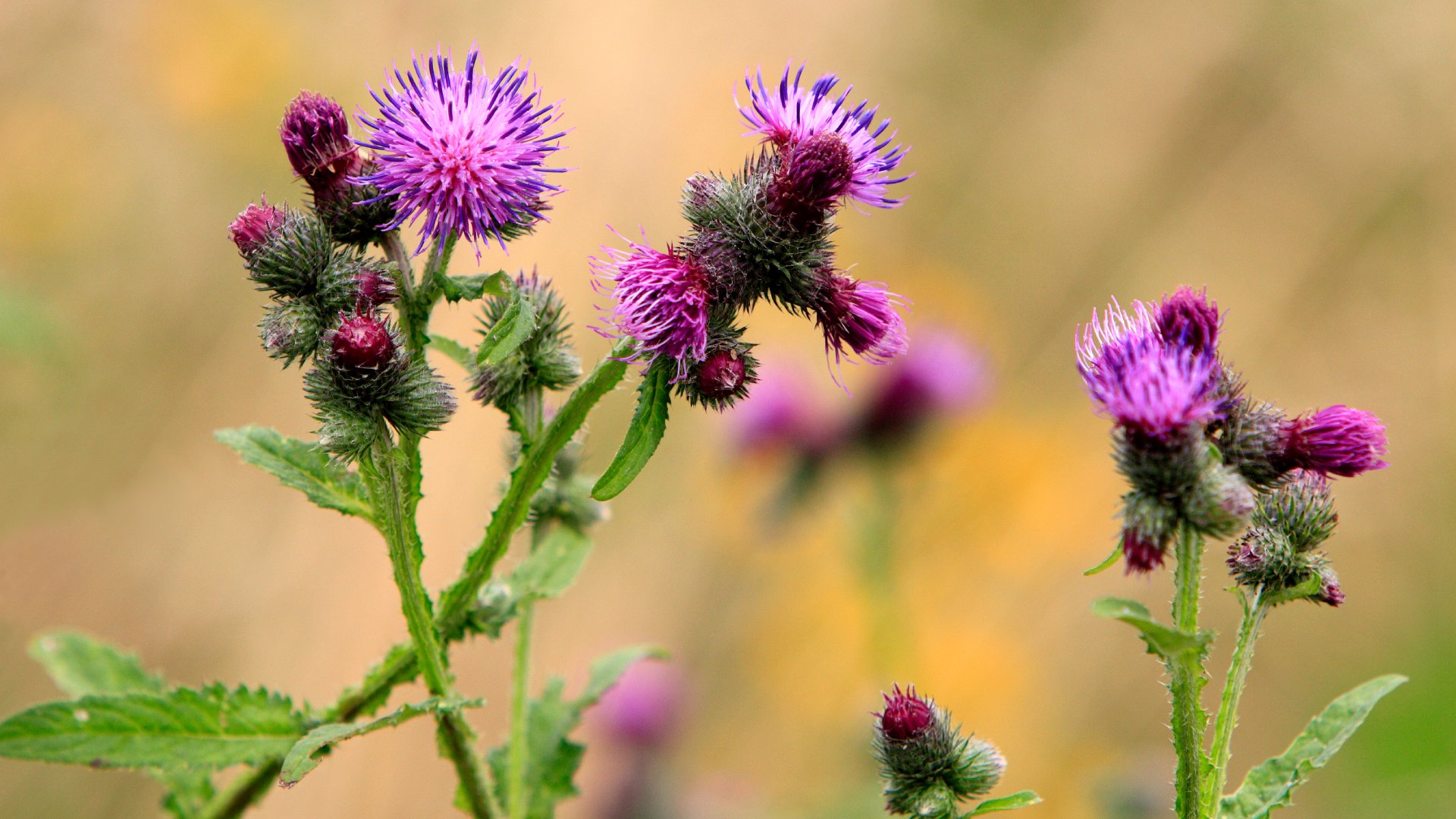 Be on the Lookout for These 4 Weeds That Grow During the Summer in Texas
