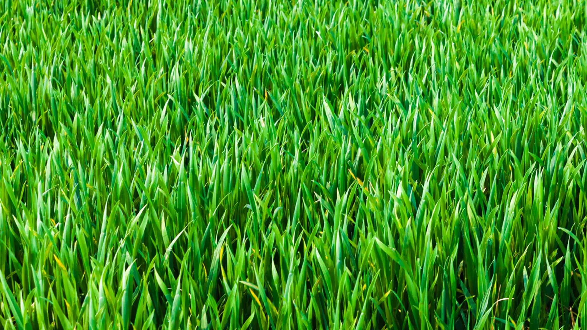 Do I Really Need to Have My Lawn Aerated Every Year?