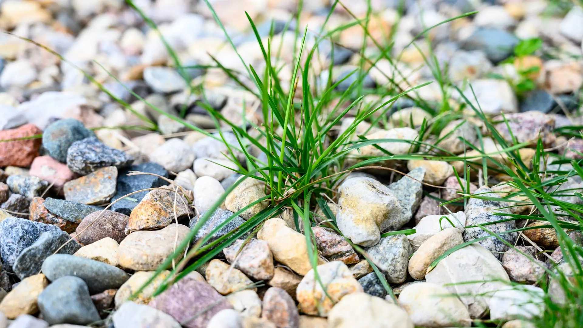 Don’t Let Weeds Linger in Your Landscape Beds - They Should Be Removed ASAP