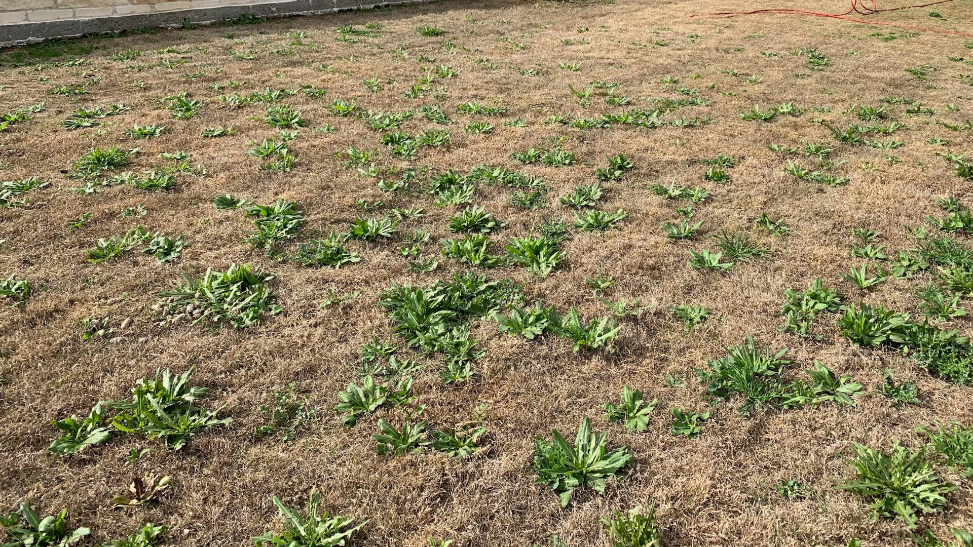 What’s the Best Way to Eliminate Weeds From Your Lawn in the Fall?