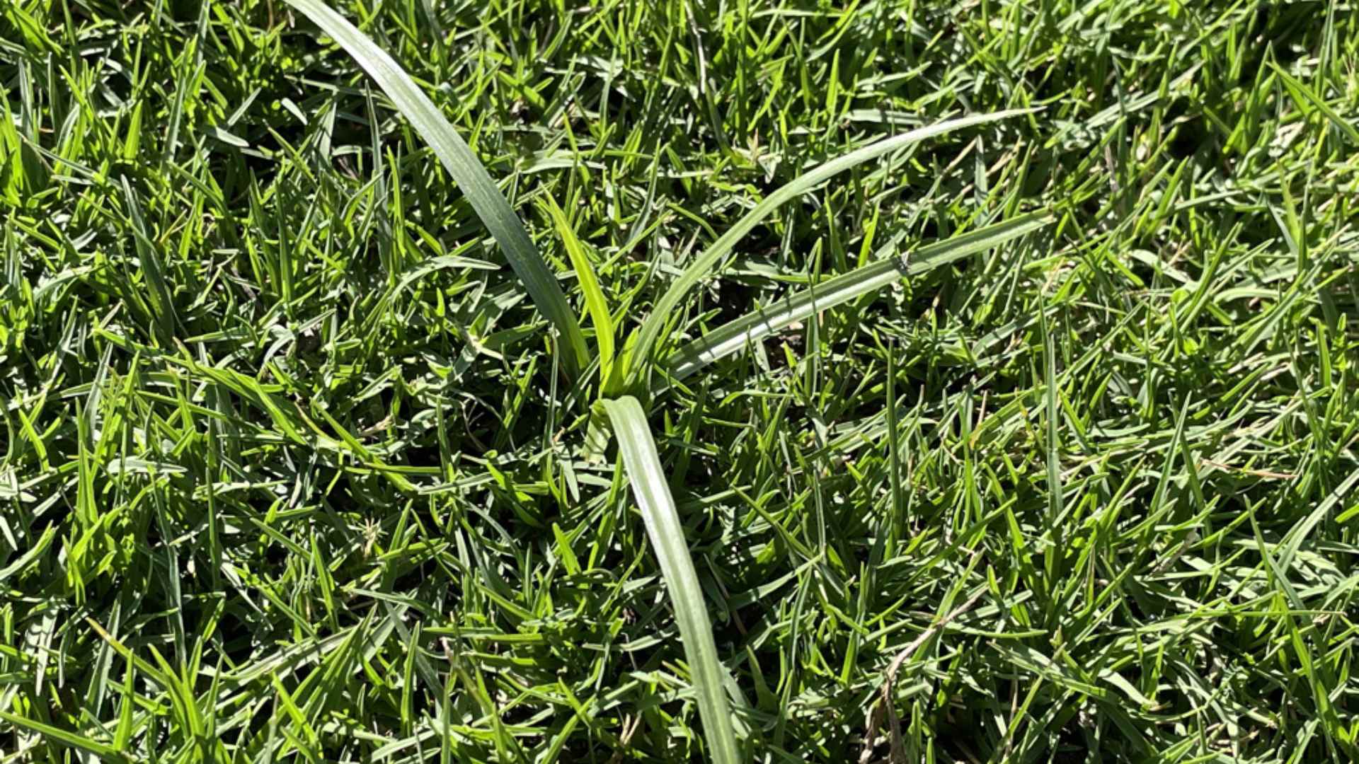 Zoomed in weed sprouting from lawn near Bee Cave, TX.