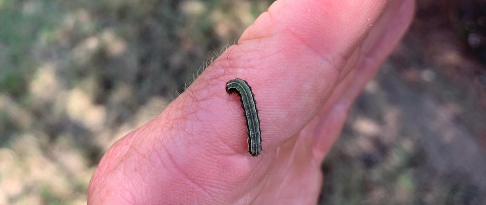 Worker from Century Lawn with armyworm in hand found from lawn in Round Rock, TX.