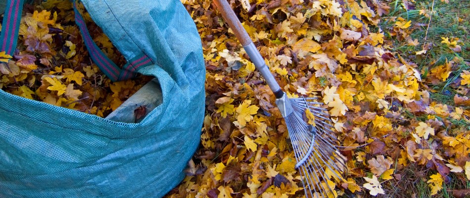 Bagged leaves after leaf removal service in Buda, TX.