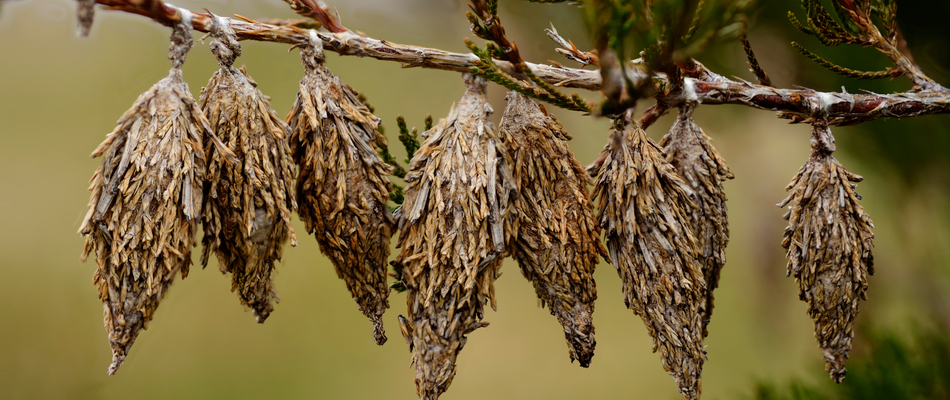 Close up on several bagworms hanging off of a shrub branch by a potential client's home in Kyle, TX.