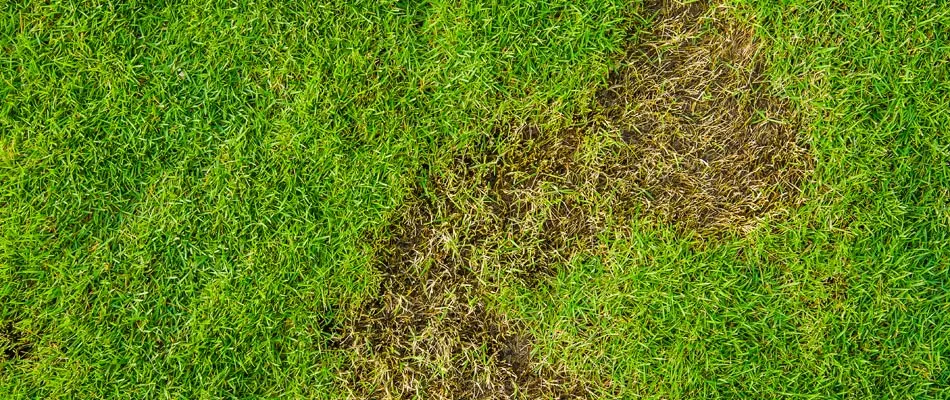 Brown patch in a lawn from grub damage in Wells Branch, TX.