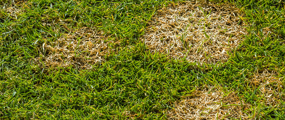 Brown patches in a lawn in Cedar Park, TX.