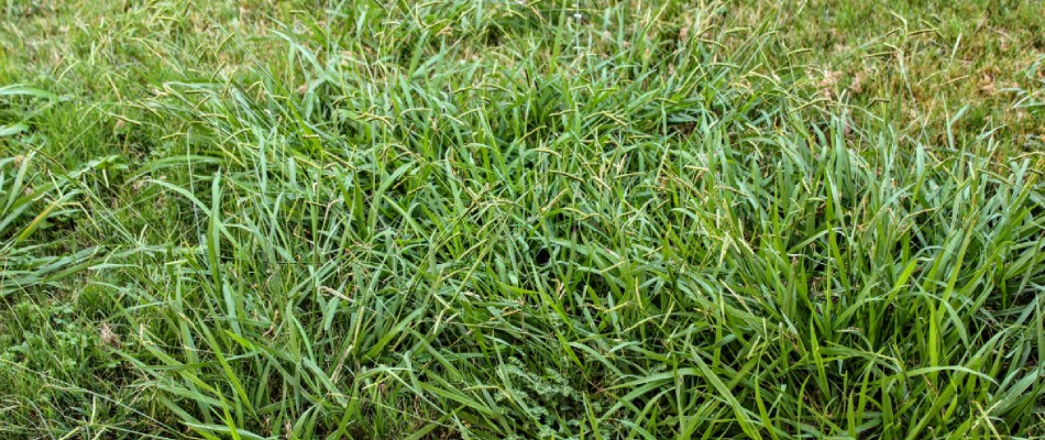 Crabgrass weeds found in lawn in Cedar Park, TX.