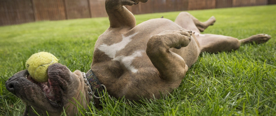 Dog rolling around in a lawn in Austin, TX.