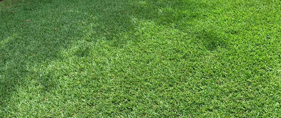 Fertilized lawn serviced by Century Lawn and Landscape in Manchaca, TX.