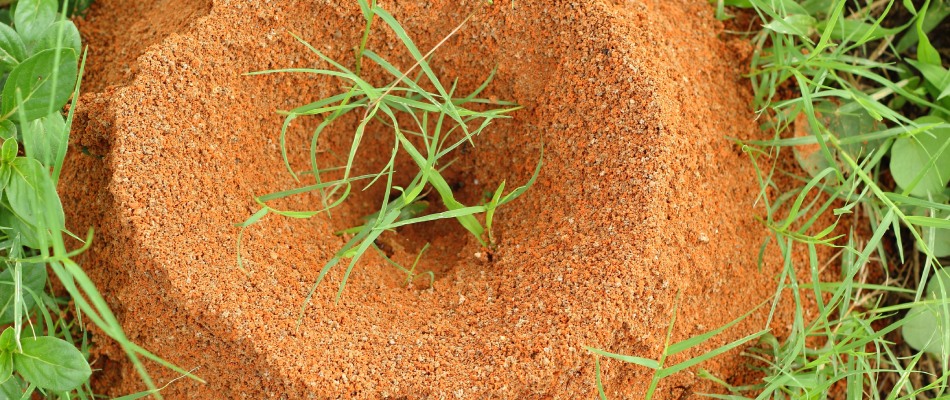 Fire ant mound found in client's lawn in Austin, TX.