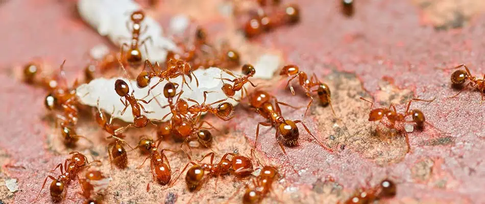 Fire ants and eggs up close seen at a home near Lakeway, TX.