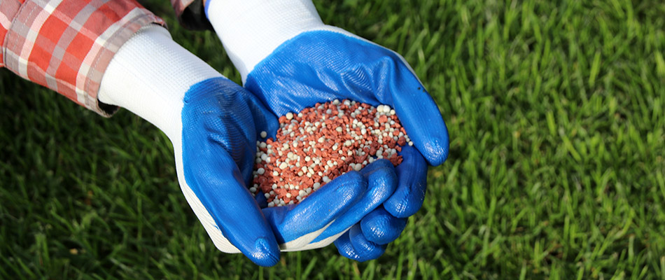 A fertilization expert wearing blue gloves holding red and white fertilizer on a property in Austin, TX.