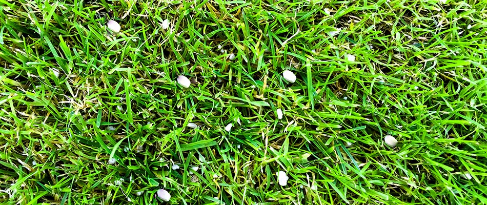 Granular fertilizer pellets in a lawn in Austin, TX.