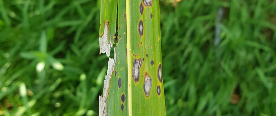Gray leaf spot lawn disease found in lawn in West Lake Hills, TX.