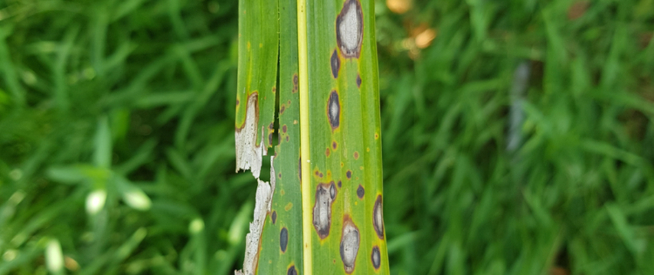 Close up on a grass blade diseased with grey leaf spot on a potential client's property in Round Rock, TX.