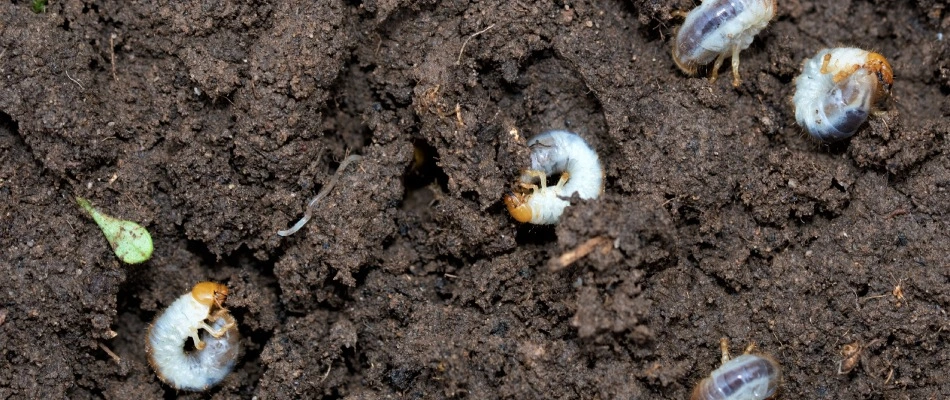 Grubs crawling in soil in Buda, TX.