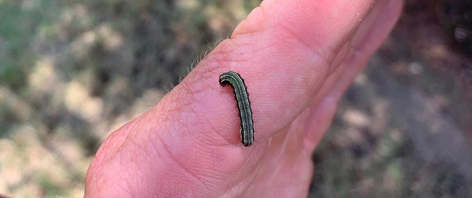 Lawn care expert with an armyworm on their hand near Rollingwood, TX.