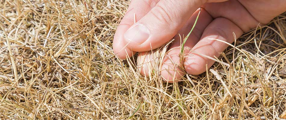 Lawn expert checking diseased, brown lawn grass in Austin, TX.