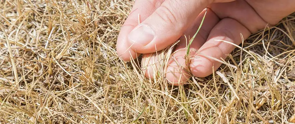 Lawn expert checking diseased, brown lawn grass in Austin, TX.