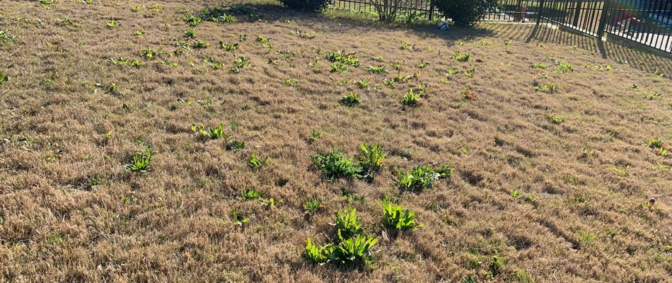 Lawn filled with weeds in Brushy Creek, TX.