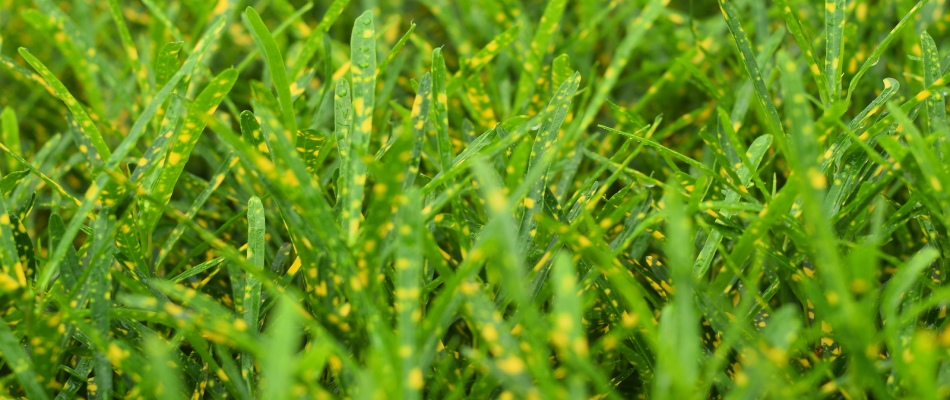 Leaf spot lawn disease in client's lawn in Dripping Springs, TX.